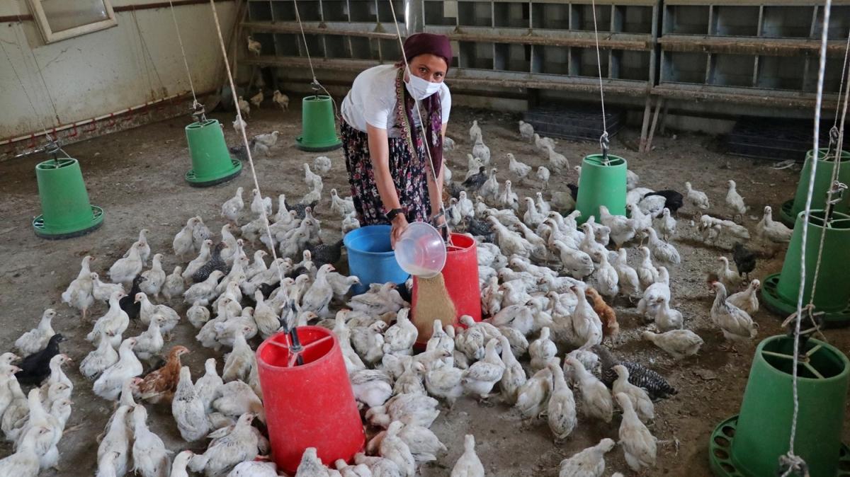 Civcivler emin ellerde: ukurova'da terk edilen 300 civciv iftiye emanet