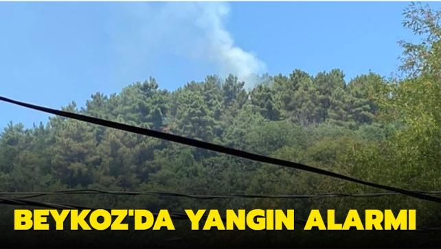 Beykoz'da yangın alarmı... Kısa sürede kontrol altına alındı