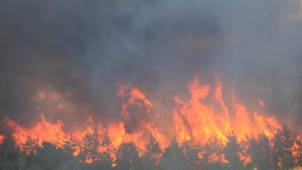 Bayramiç'te orman yangını çıktı