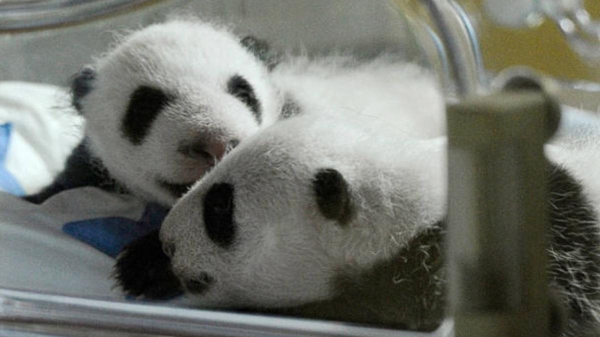 Madrid Hayvanat Bahesinde ikiz bebek pandalar dnyaya geldi
