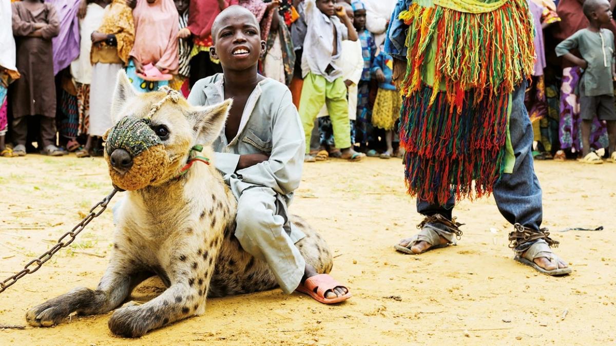 Afrika'da bir garip gelenek! Tasmalı Sırtlanlar çocukları taşıyor