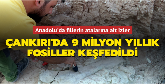 Anadolu'da fillerin atalarına ait izler... Çankırı'da 9 milyon yıllık fosiller keşfedildi