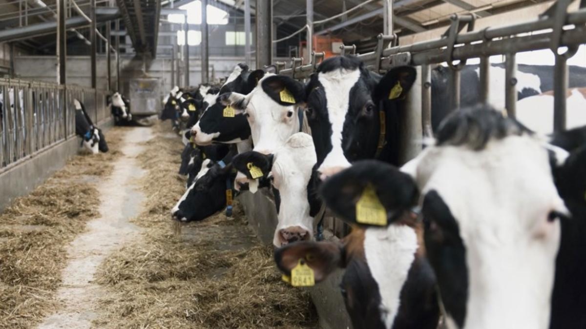 Hollanda'da çiftlik hayvanları 3'te 1 oranında azaltılacak