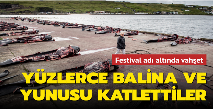 Faroe Adaları'nda festival adı altında vahşet... Yüzlerce balina ve yunus katledildi