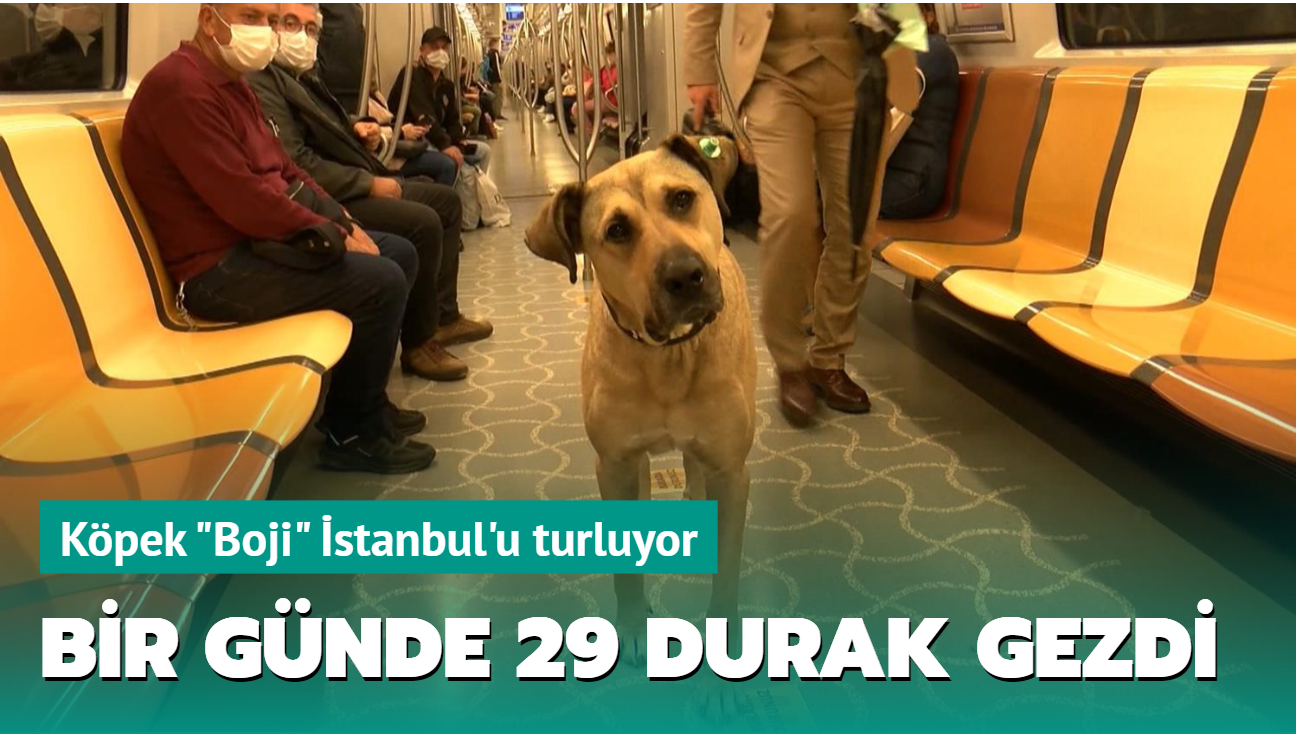 Köpek 'Boji' İstanbul'u turluyor... Bir günde 29 durak gezdi