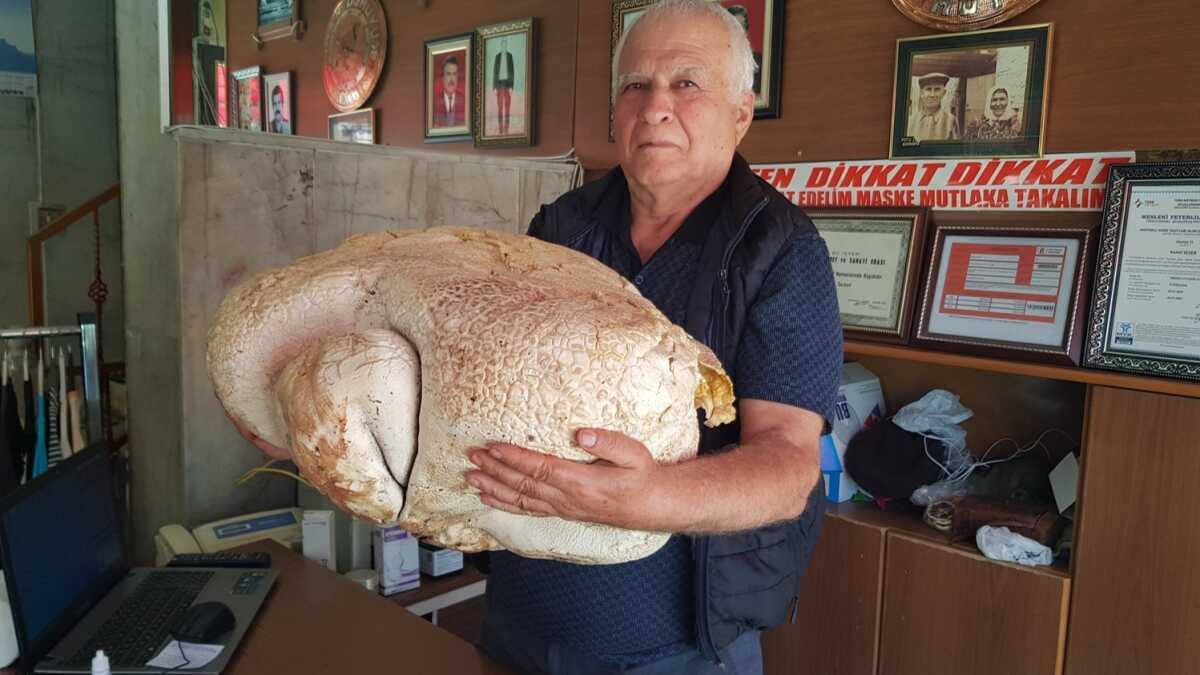 Karpuzdan daha byk... Mersin'de bulundu