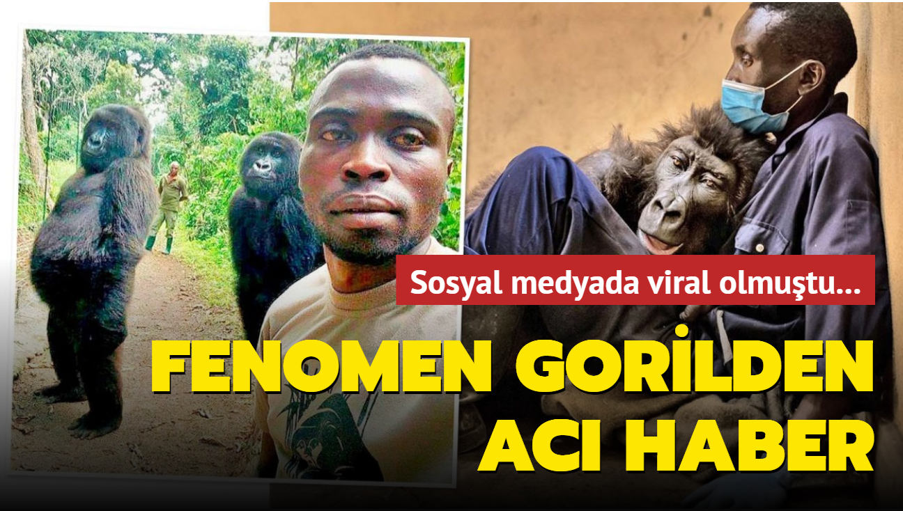 Sosyal medyada viral olmutu... Goril Ndakasi bakcsnn kollarnda can verdi