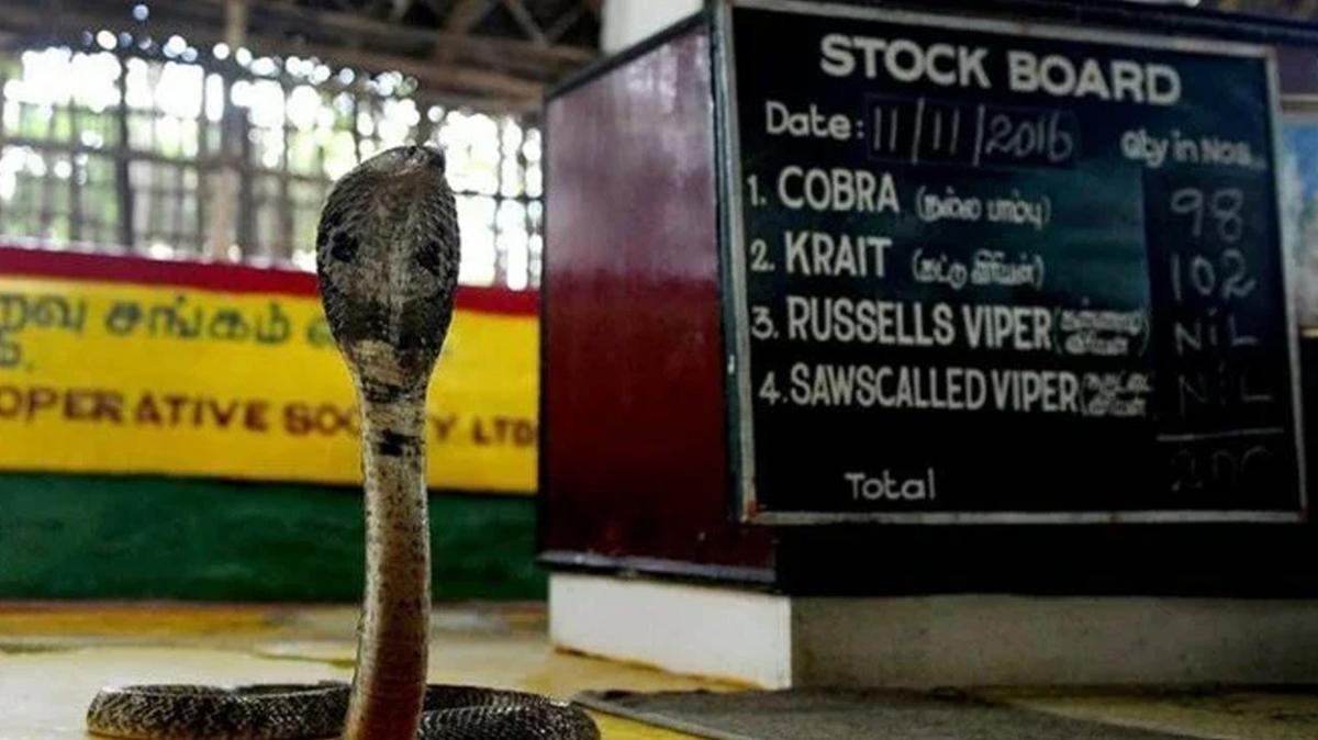Hindistan'da bir kii eini ldrmek iin kobra kiralad