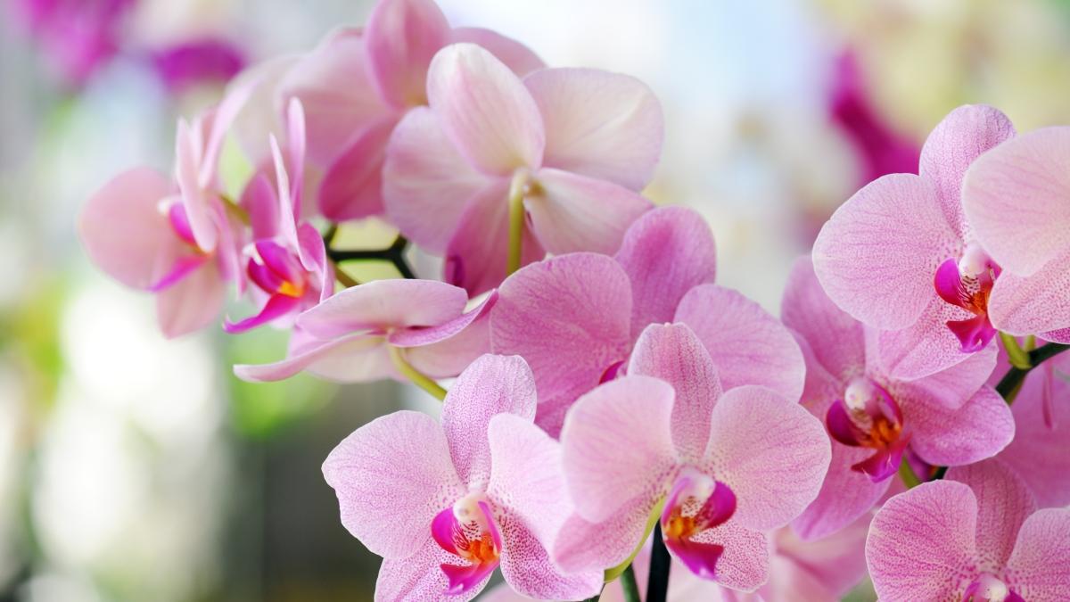 Orkide seven kadnlarn zellii