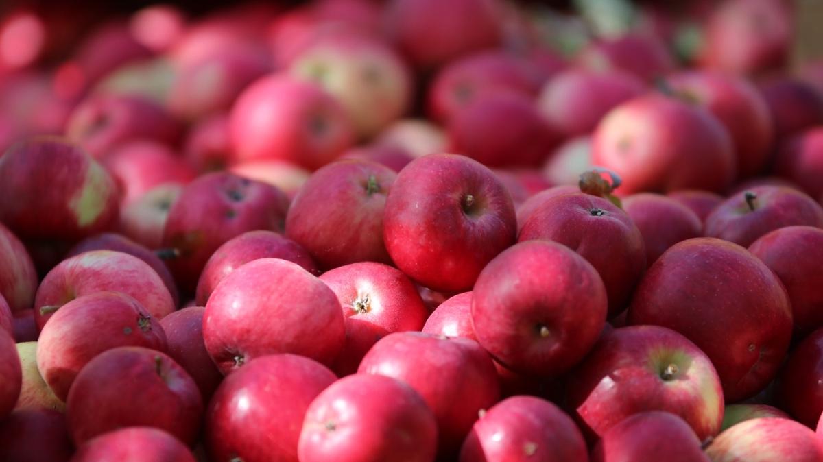 Kastamonu 20-23.000 ton elma rekoltesi bekliyor