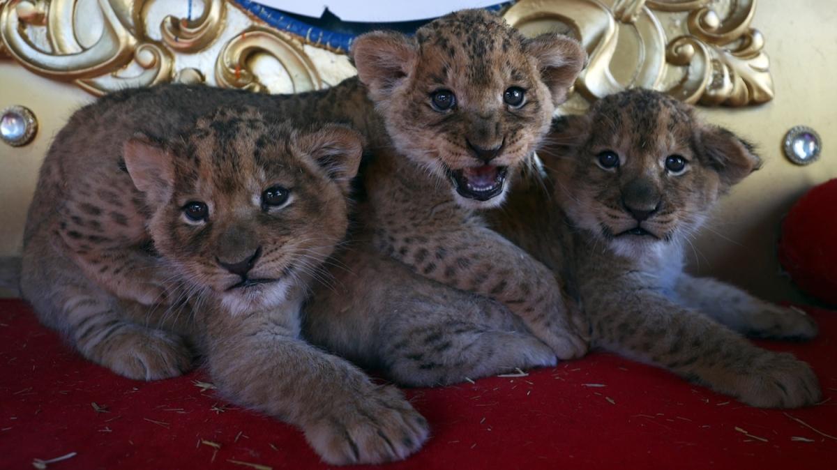 Pablo, Hera ve Mia... Ankara'da 3 aslan yavrusu