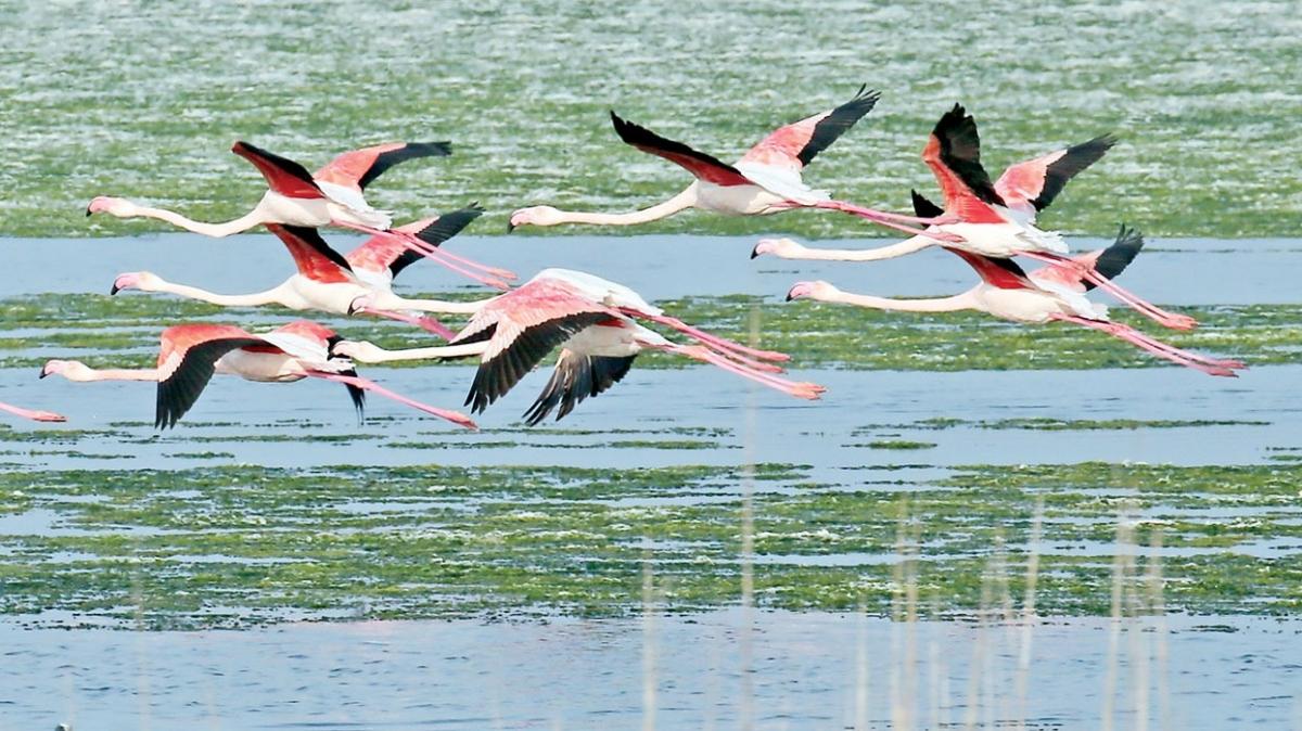 Flamingo cennetinde yosun istilas