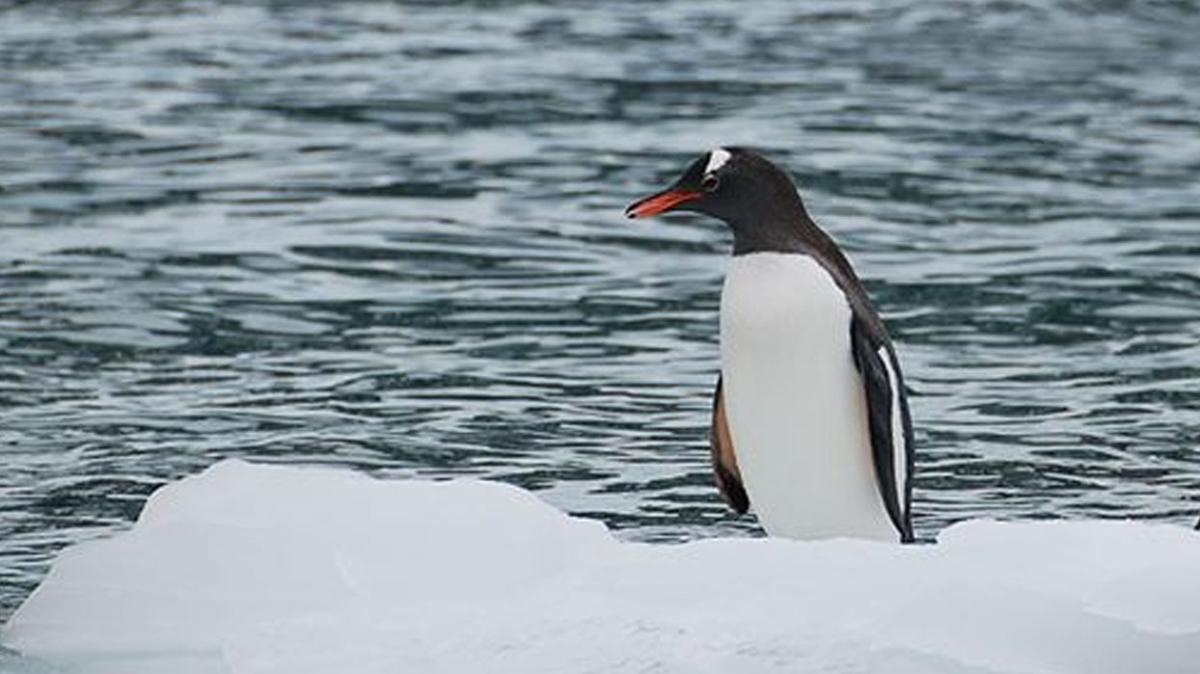 Antarktika'da yaayan penguen 3 bin km uzaktaki Yeni Zelanda kylarna geldi