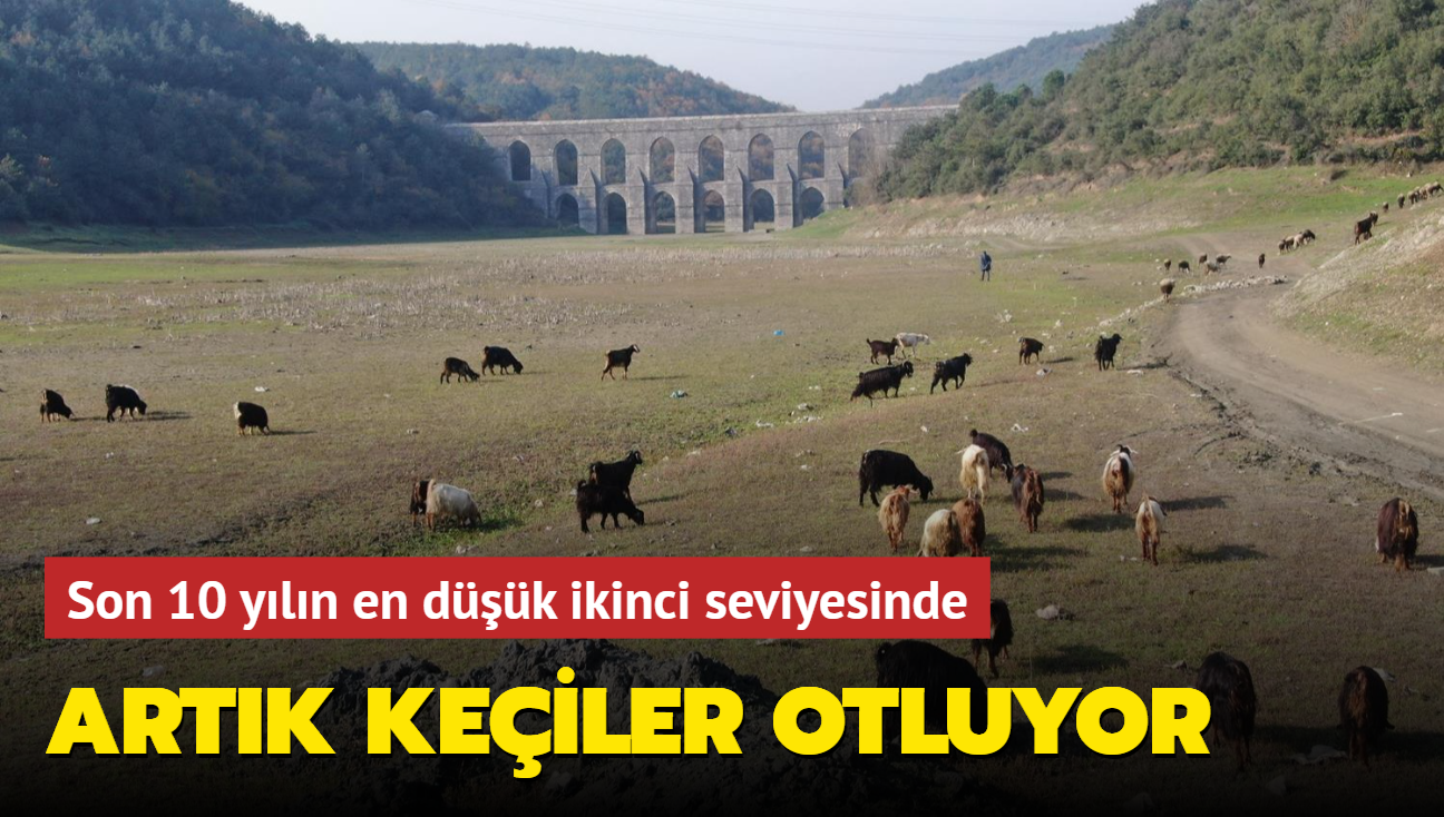 Alibeyköy barajı son 10 yılın en düşük ikinci seviyesinde... Artık keçiler otluyor