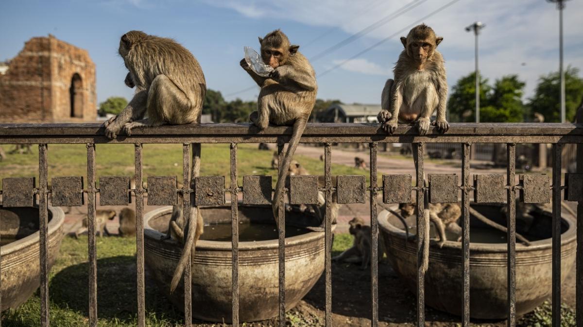 Tayland'da maymunlara özel Açık Büfe Festivali