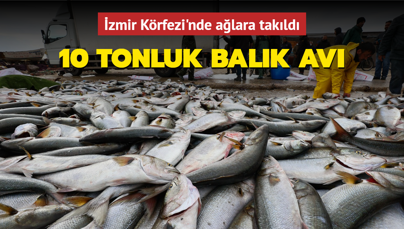 İzmir Körfezi'nde ağlara takıldı... 10 tonluk balık avı