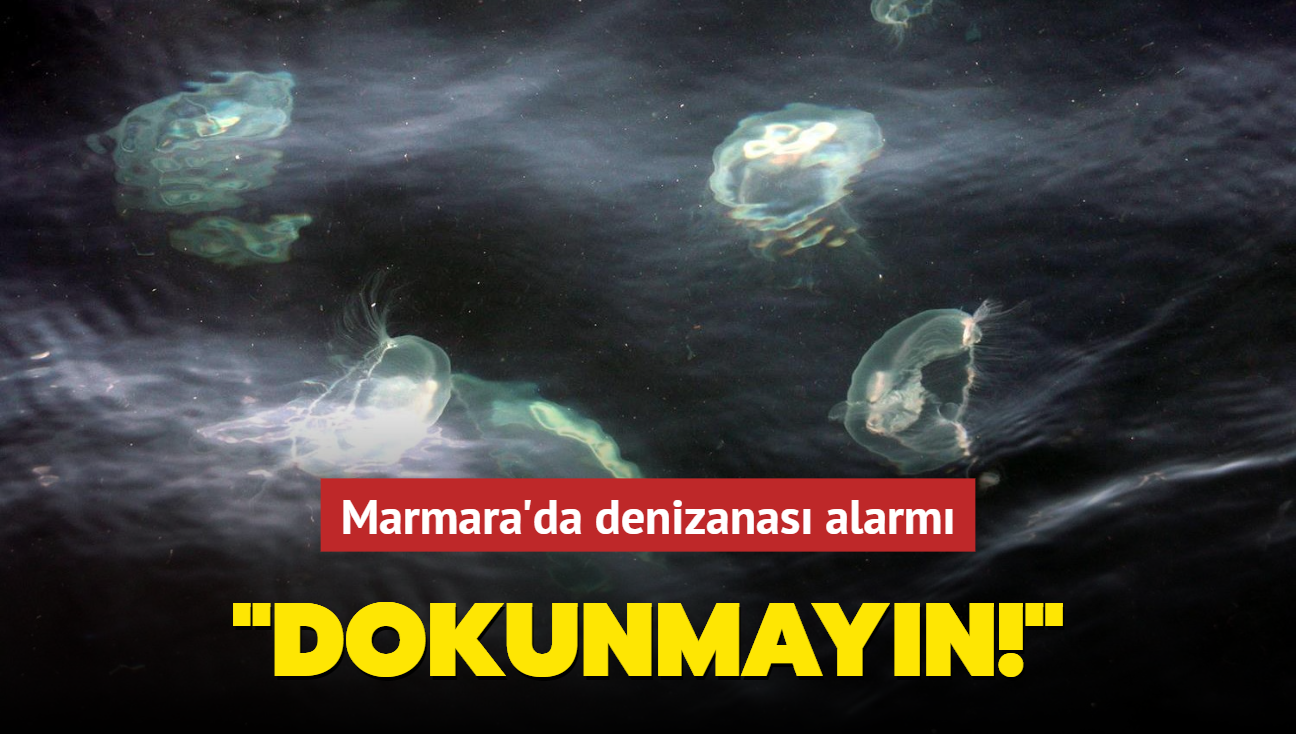 Marmara'da denizanas alarm! Uzmanlardan uyar: Dokunmayn...