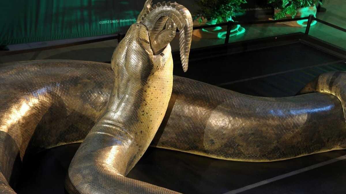 Hayvanlar aleminin efsane hkmdar: Titanoboa