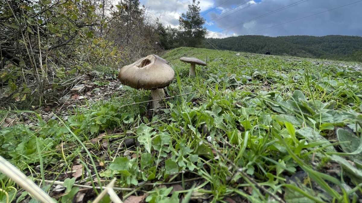 mantar zehirlenmesi mantar mantar zehirlenmesinde ilk hangi mantarlar zehirli fotoraflar resimleri