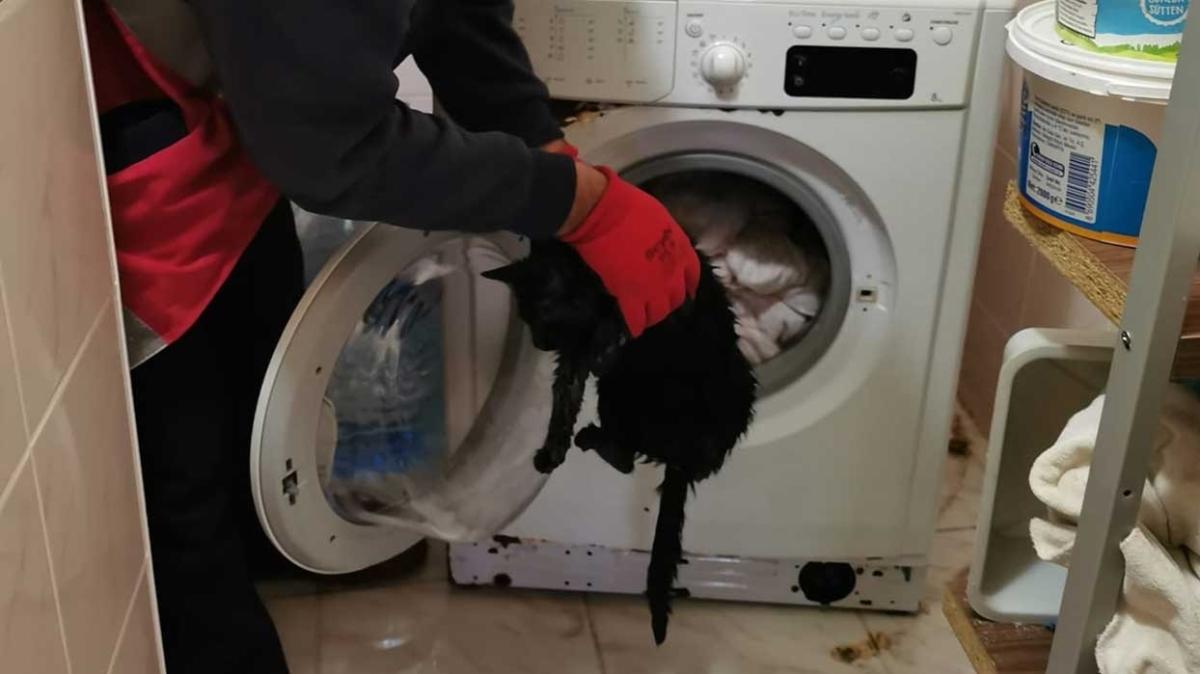 Çamaşır makinesinde mahsur kalan yavru kedi kurtarıldı