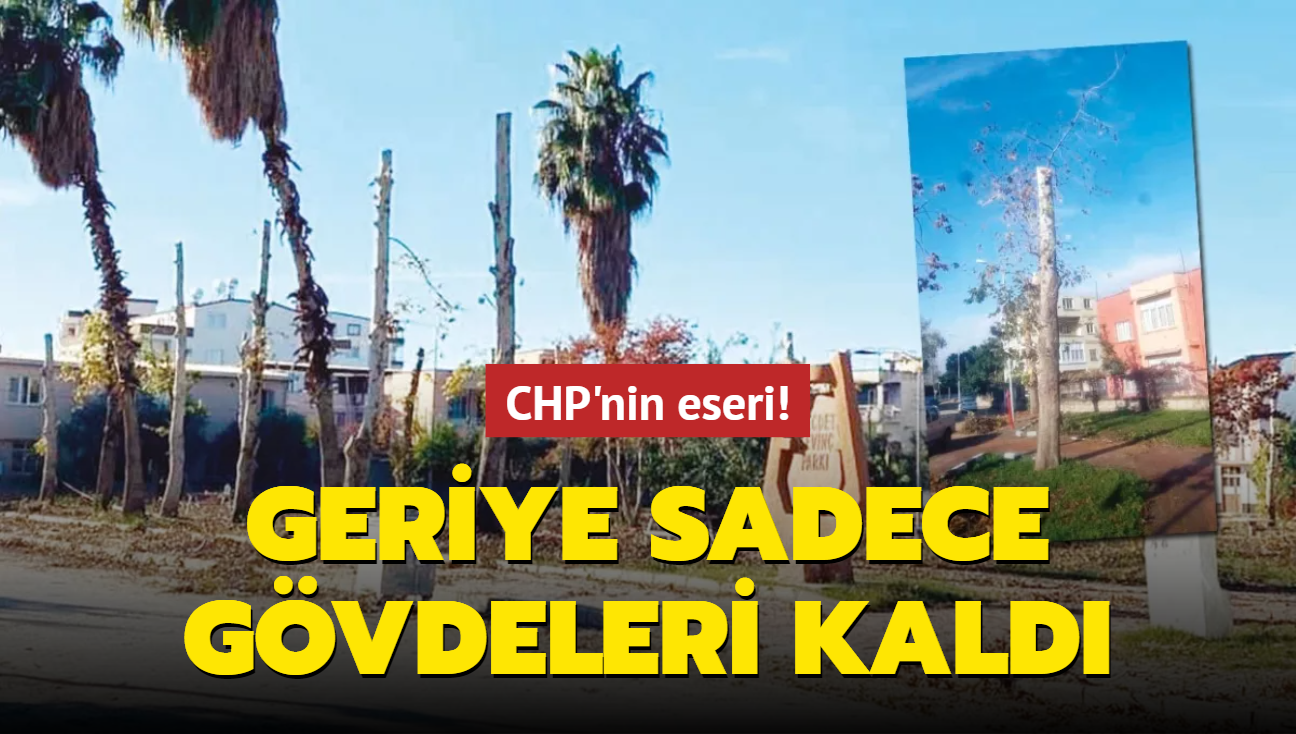 CHP'li belediyeden ağaç katliamı! Budama bahanesiyle kökten kestiler