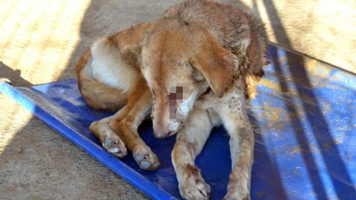 Gözleri dağlanan ve işkence edilen sokak köpeğinden acı haber