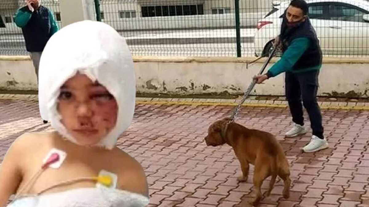 Pitbull saldrsna urayan Asiye Ate olaynda yeni gelime: Kamera kaytlarnn silindii ortaya kt