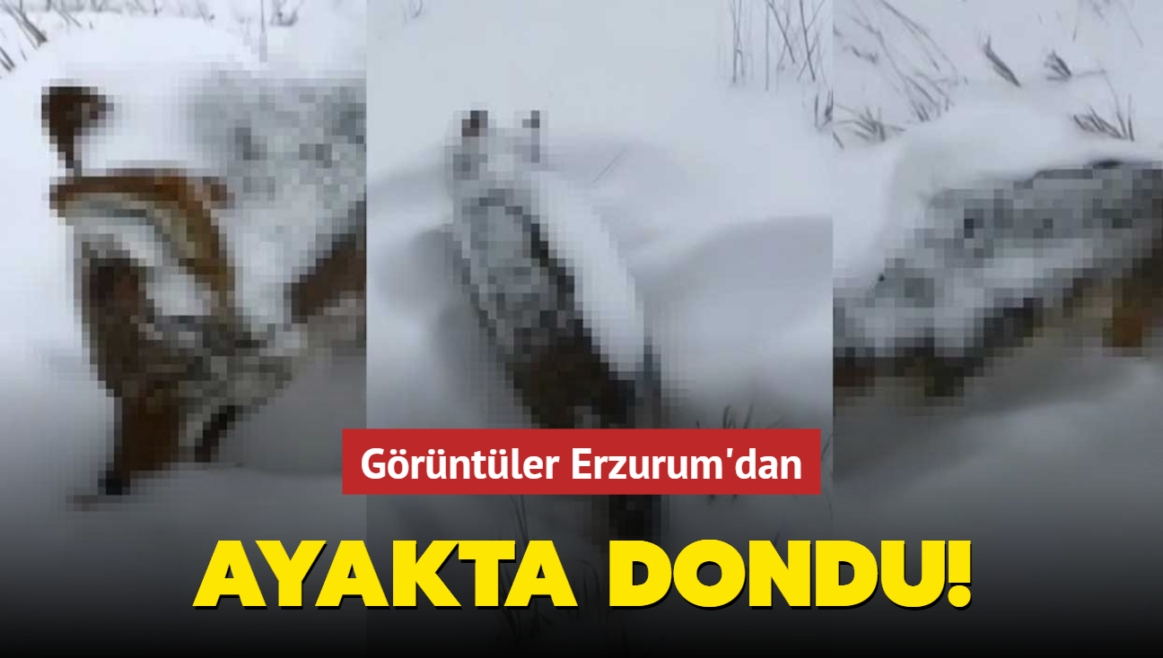 Görüntüler Erzurum'dan: Ani hava değişimine maruz kalan kurt ayakta dondu!