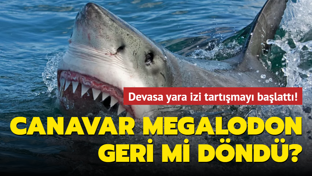 Devasa yara izi tartışmayı başlattı! Dünyanın en güçlü yırtıcılarından beyaz köpek balığı canavar Megalodon geri mi döndü"