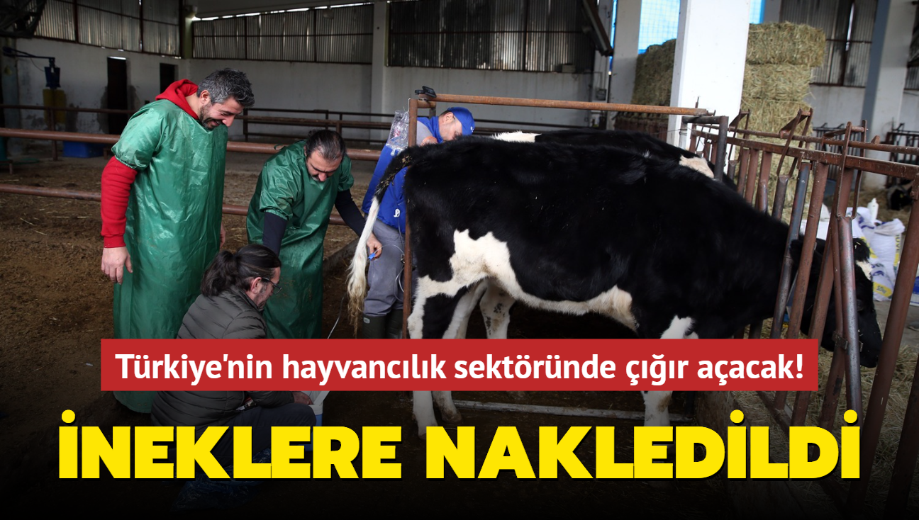 Türkiye'nin hayvancılık sektöründe çığır açacak! İneklere nakledildi
