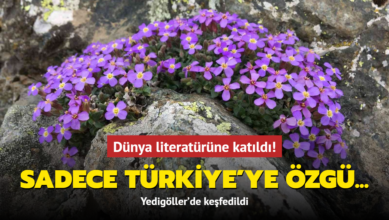 Yedigöller'de keşfedildi, dünya literatürüne katıldı! Sadece Türkiye'ye özgü...