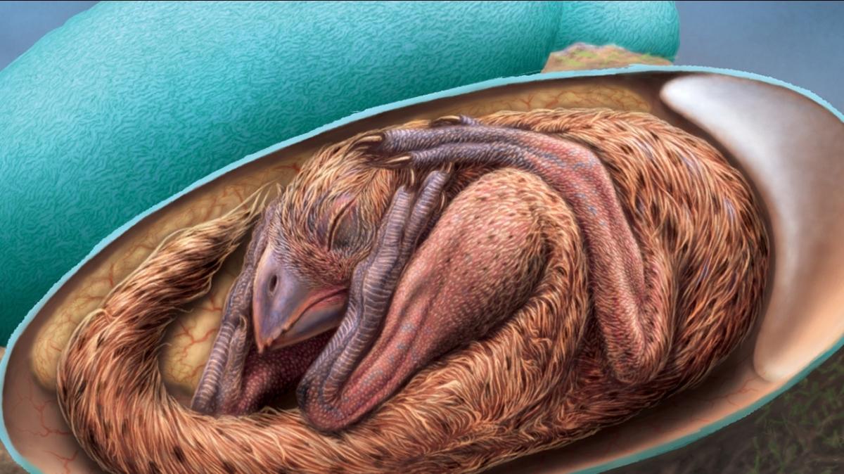 Bilim insanlarn heyecanlandran gelime! 66 milyon yllk ok iyi korunmu dinozor embriyosu bulundu