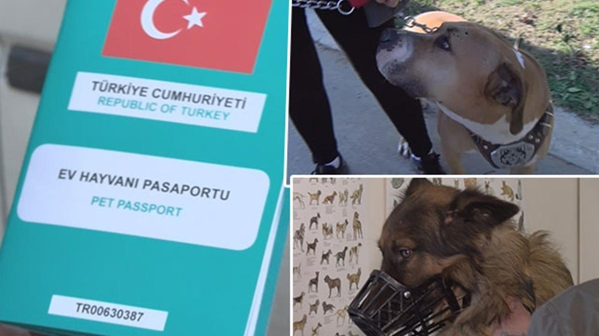 İstanbul'da "tehlike arz eden" altı köpek ırkına ait 9 bin hayvan kayıt altına alındı