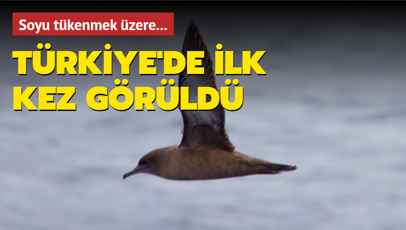 Türkiye'de ilk kez görüldü: Kül rengi yelkovan kuşu