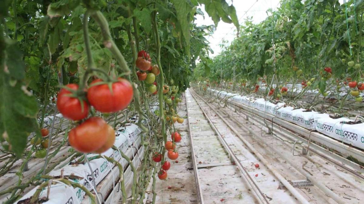 Trkiye'nin en souk ilesinde drt mevsim domates retimi yaplyor