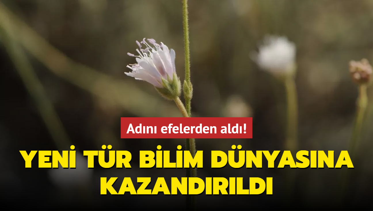 Trkiye'de yeni bir bitki tr kefedildi! Bilim dnyasna kazandrld
