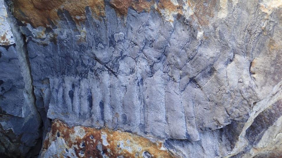 326 milyon yıllık dev fosil... Bugüne kadarkilerin en büyük ve en eskisi