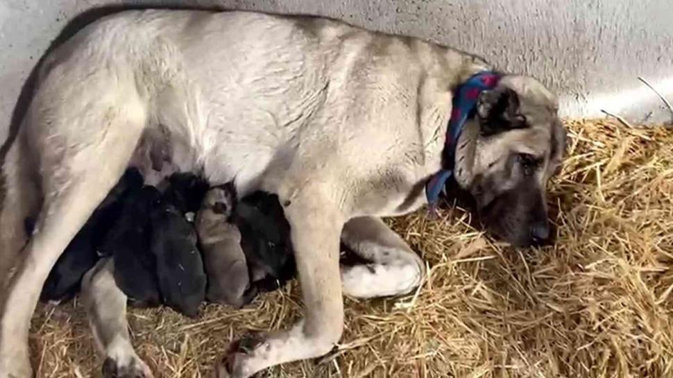 Fırtınada doğum yapan Kangal köpeğini ve yavrularını böyle ısıttı