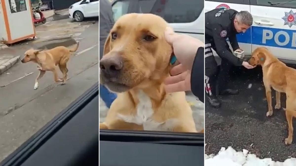 leri stan grnt! Yiyecek verdii polisleri unutmayan sokak kpei bakn ne yapt