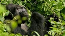 Dünyanın en yaşlı erkek gorili Ozzie 61 yaşında öldü