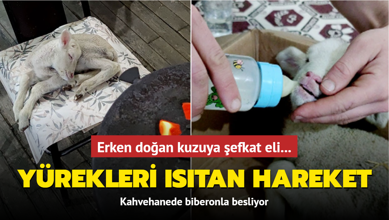 Erken doan kuzuya efkat eli... Yrekleri stan hareket: Kahvehanede biberonla besliyor