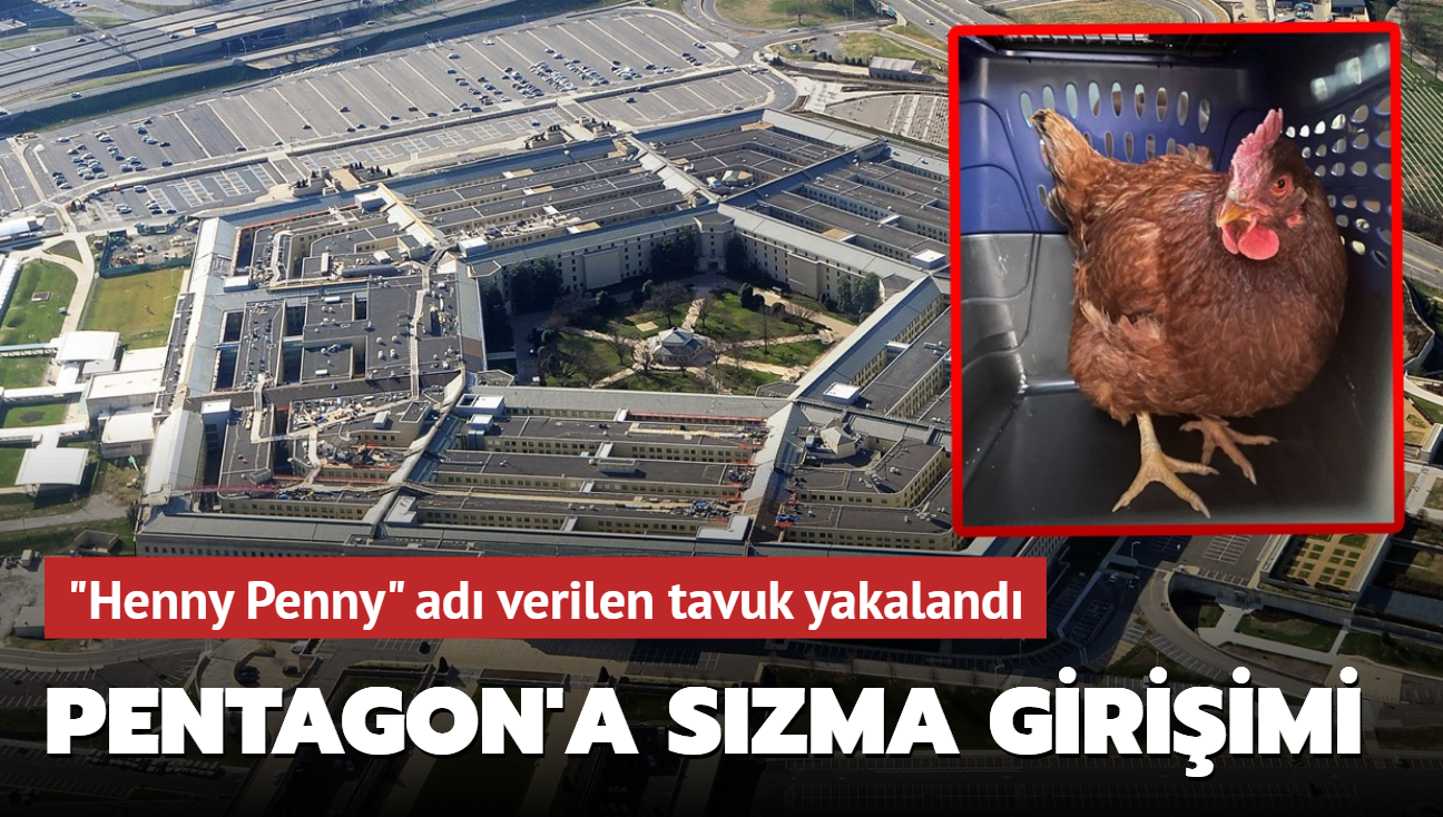 Pentagon'da hareketli dakikalar! "Henny Penny" ad verilen tavuk yakaland