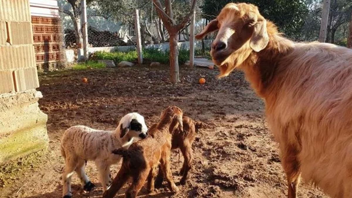 Akllara durgunluk veren olay! Kei z dourdu, yavrularndan biri kuzu oldu