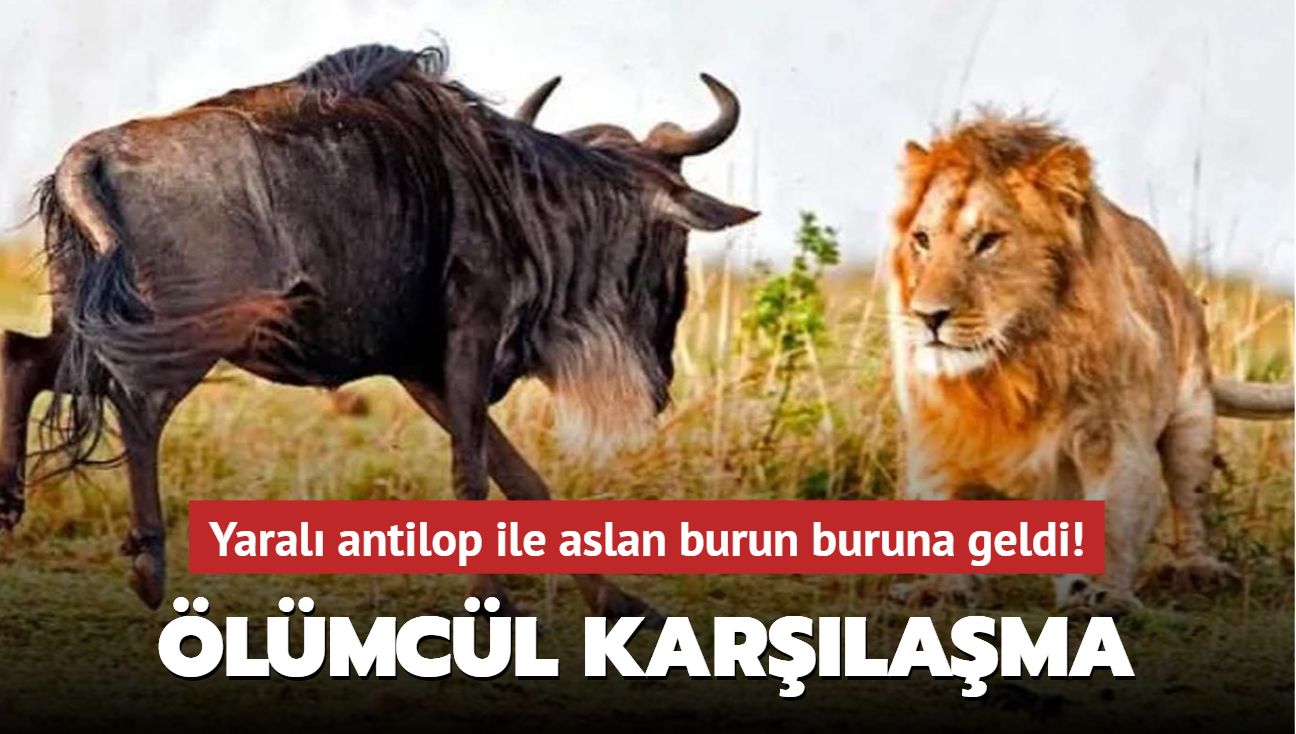 Yaral� antilop ile aslan burun buruna geldi! �l�mc�l kar��la�ma