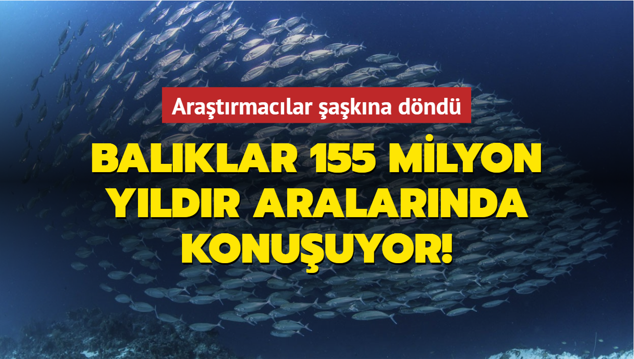 Aratrmaclar akna dnd... Balklar 155 milyon yldr aralarnda konuuyor!