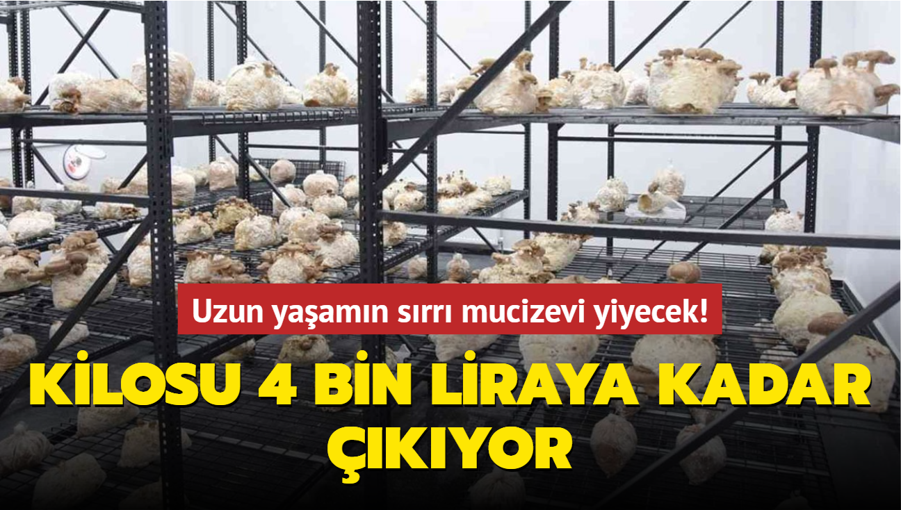 Uzun yaamn srr mucizevi yiyecek! Altn deerinde: Kilosu 4 bin liraya kadar kyor