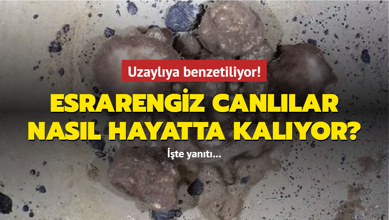 Uzaylya benzetiliyor! Souk sularn esrarengiz canllar nasl hayatta kalyor" te yant