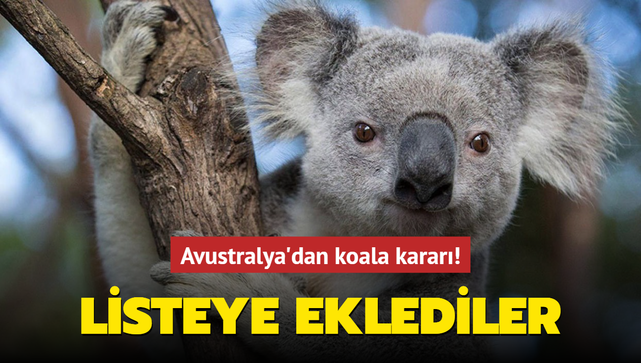 Avustralya'dan koala kararı! Listeye eklediler