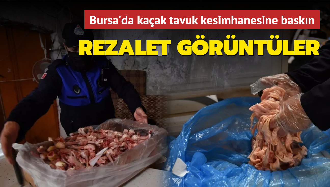 Bursa'da oke eden grntler... Kaak tavuk kesimhanesine baskn dzenlendi