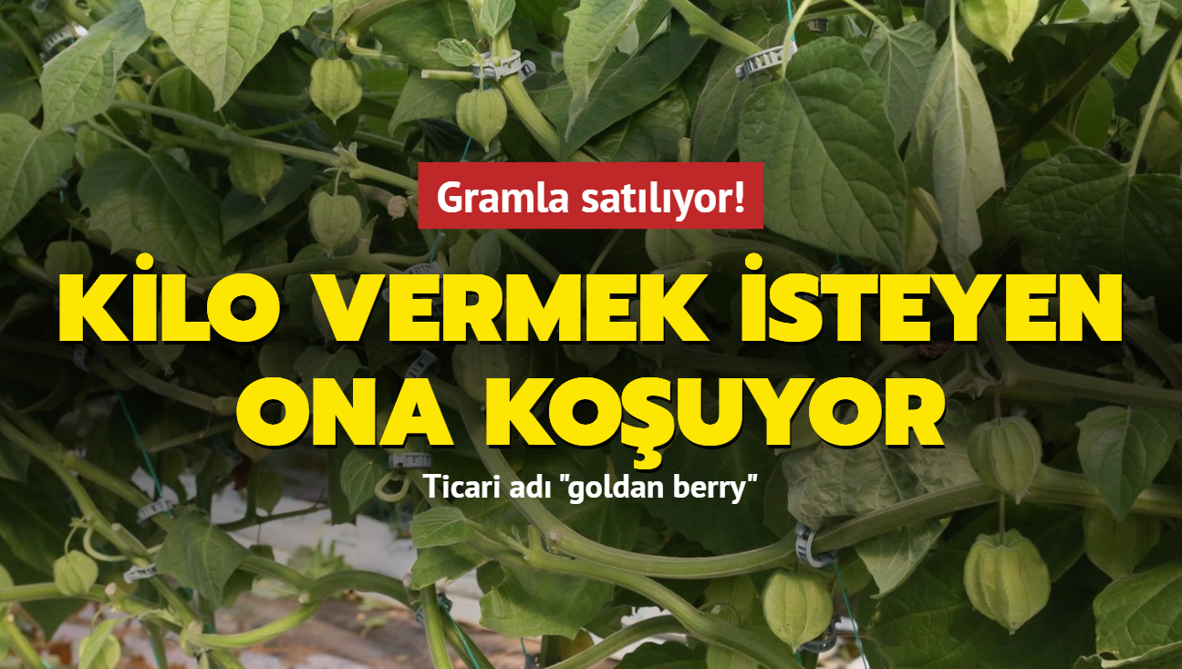 Gramla satlyor! Kilo vermek isteyen ona kouyor: Ticari ad "goldan berry"